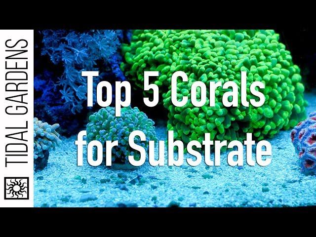 Top 5 Corals for the Substrate