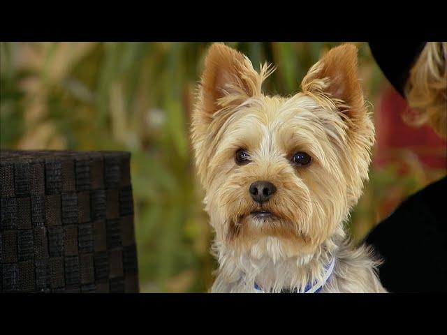 Dog Pranks - Just For Laughs Compilation