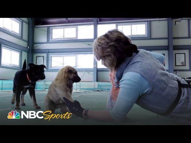 2018 Winter Olympics: Meet the legendary South Korean dog breed, the Jindo | NBC Sports