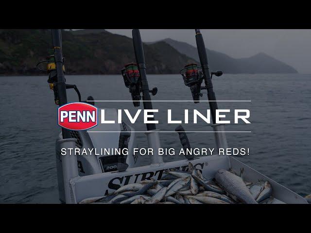 PENN Live Liner | Straylining For Big Angry Reds!