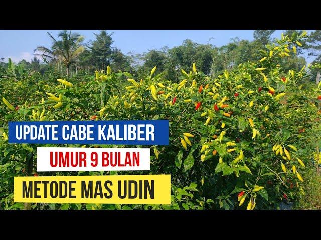 UPDATE...!!! CABE KALIBER UMUR 9 BULAN |  METODE MAS UDIN