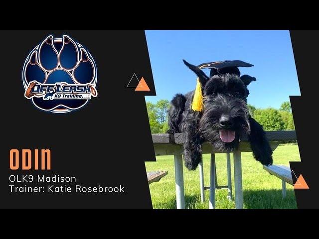 "Odin" 5 M/O Giant Schnauzer | Stubborn to Stellar | Madison Dog Trainers