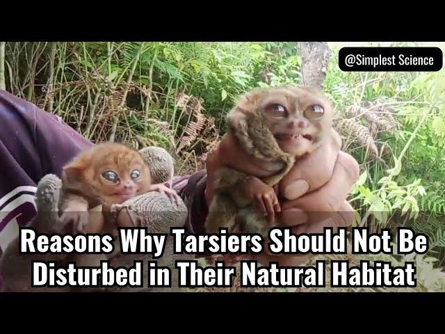 Reasons Why Tarsiers Should Not Be Disturbed in Their Natural Habitat