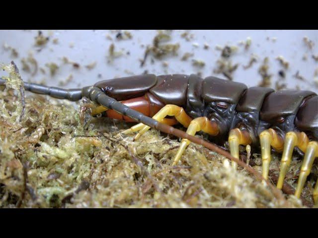 Scolopendra gigantea, Giant White Leg ,Housing and care