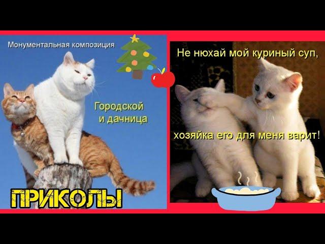 Супчик наварила и котейку угостила ! смотри смешные картинки мемы котики приколы  