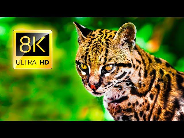 Ultimate Collection of Wild Animals in 8K ULTRA HD / 8K TV