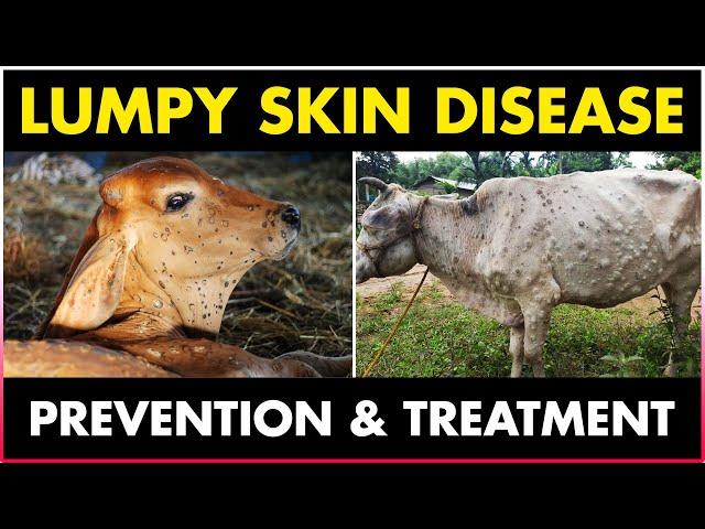 Lumpy skin Disease Symptoms, treatment and Prevention Methods in Cows/Cattles