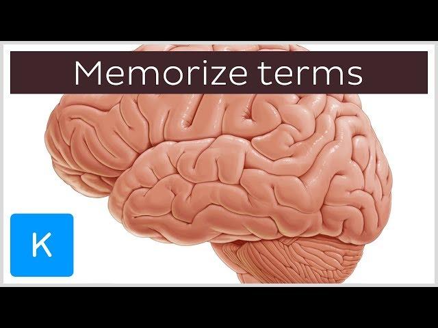 Best way to memorize anatomical terms in 4 steps | Anatomical Terms Pronunciation by Kenhub