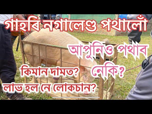 গাহৰি নগালেণ্ড পথালোঁ। কিমান দাম পালোঁ? Tezpay Digital Payment Wallet. Pig live weight Price