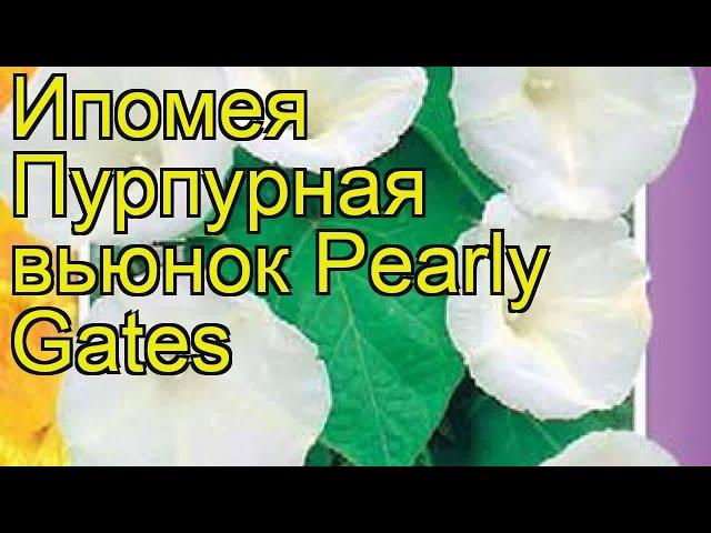 Ипомея пурпурная вьюнок Перли гейтс. Краткий обзор, описание ipomoea purpurea Pearly Gates