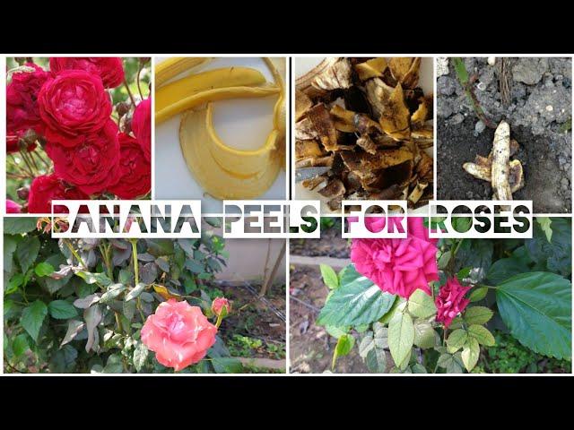 banana peels for fertilising rose plants