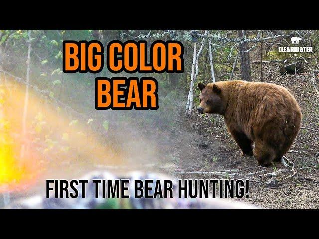 NEW HUNTER SHOOTS DREAM FIRST BEAR!!! Big Canadian Color Phase Black Bear