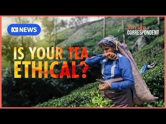 The uncomfortable truth behind your cup of tea | Foreign Correspondent