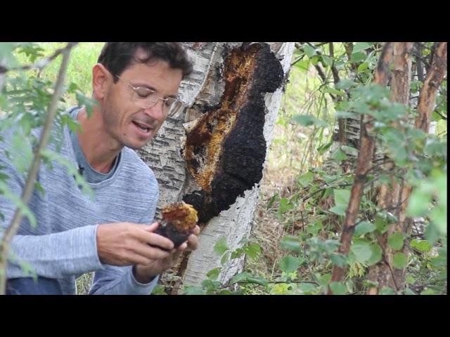 Die Birke und Chaga Pilz - König der Heilpilze