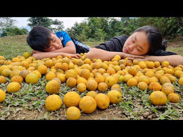 Orphan boy and Mute girl, Harvest lemon bring market to sell l Watering the vegetable garden