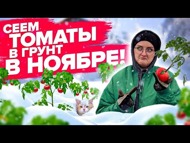 УСПЕВАЙТЕ ПОСЕЯТЬ ТОМАТЫ В НОЯБРЕ! Озимые томаты