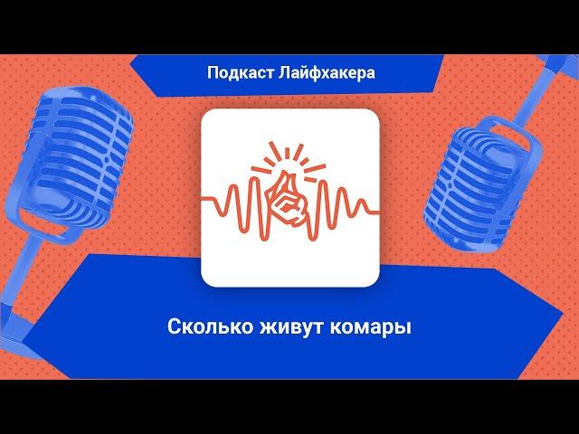 Сколько живут комары | Подкаст Лайфхакера