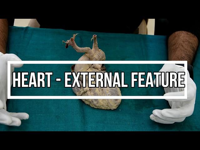 Heart - external feature