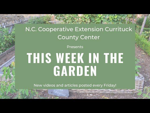 This Week in the Garden - Intro