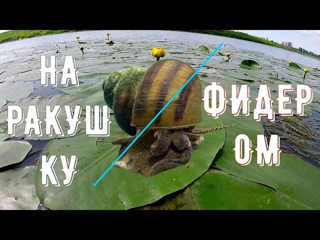 Рыбалка на РАКУШКУ фидером/Как ловить на РАКУШКУ