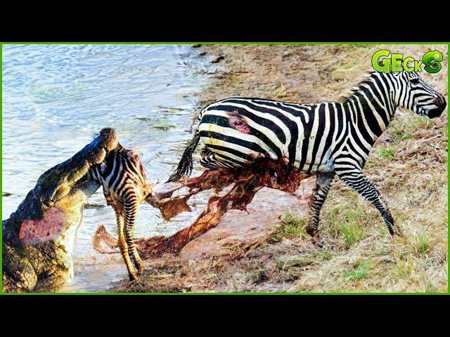 30 Moments Crocodile Attacks Lions, Zebras And Other Animals | Animal Fight