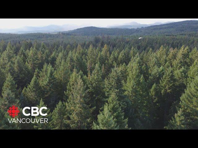 Future of forestry in B.C. should be a central election question, experts say