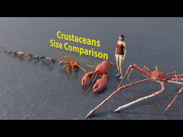 Crustaceans size comparison | Rodents size comparison | 3D Animation #animation #animals