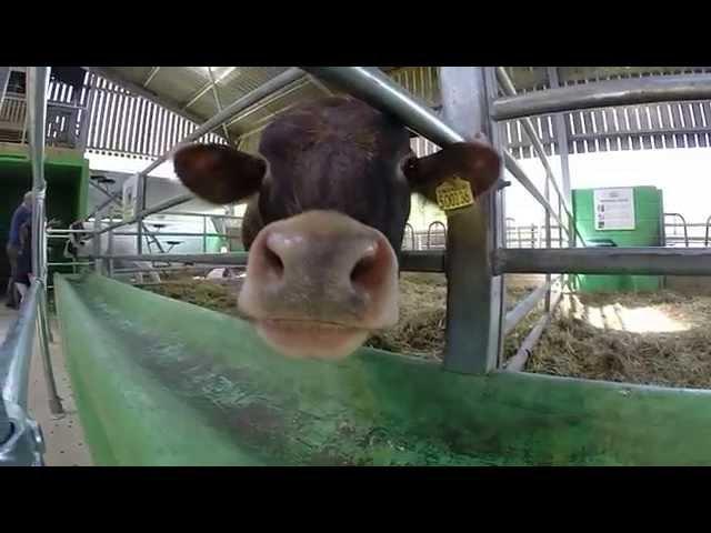 Cow licks Gopro Hero 3+ - Slow motion
