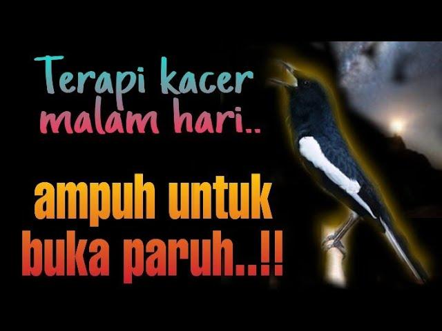 Terapi kacer malam hari,biar besoknya bongkar isian, terapi kacer biar cepat bunyi, pancingan kacer