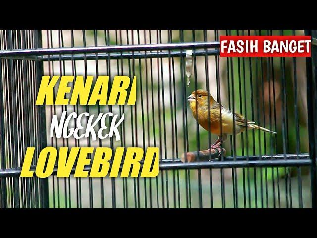 Masteran Kenari Full Isian Gacor Dor Ngekek Seperti Lovebird Fasih Banget