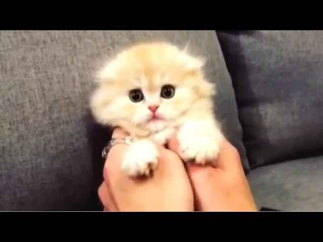 CUTE KITTENS - Cute Kitten Videos Compilation || CUTENESS OVERLOAD