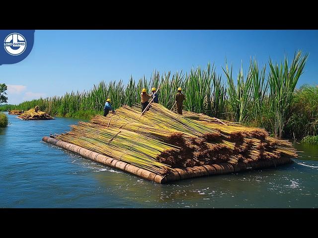 Harvesting Billions of Tons of Sugarcane: The Complete Sugar-Making Process!