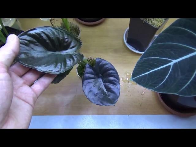 Драгоценная Алоказия ( Alocasia infernalis 'Kapit')