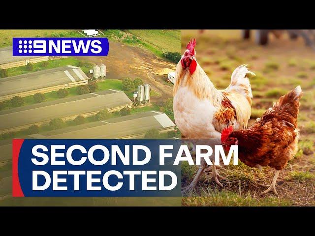 Second Sydney chicken farm infected with bird flu | 9 News Australia