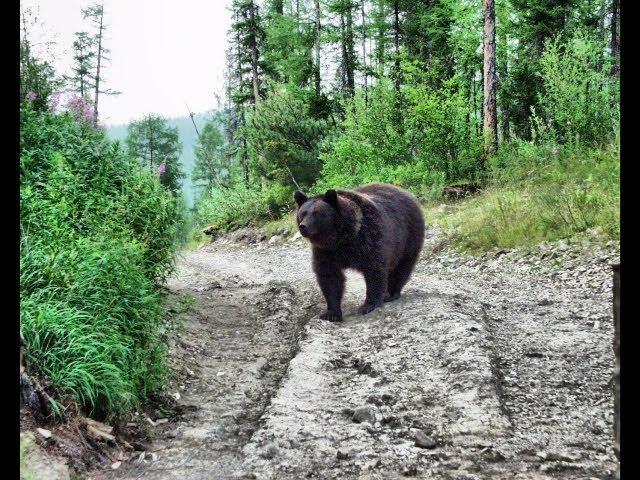 Russian bear vs truck-man Funny video. Бурый медведь напал на человека. GoldenAldan.ru