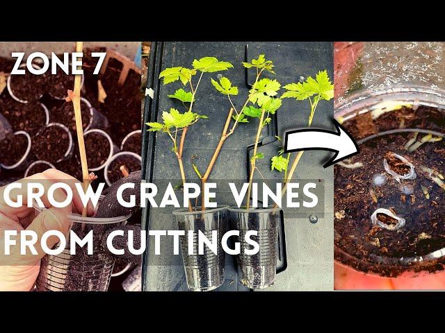 How to Propagate Grape vines from Cuttings Fast and Easy. Grow Grapes From Cuttings. Rooting grapes.