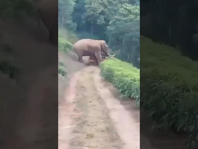 Padayappa Elephant Attack A Tractor,Nyamakkad Estate,Munnar...