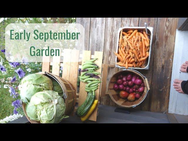 Life in a Tiny House called Fy Nyth - Early September Garden