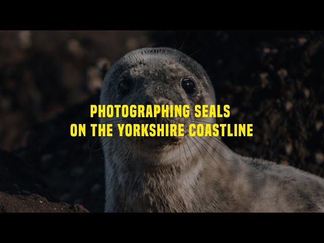 Wildlife Photography POV at Sunrise | BTS | Sony A7IV + Sony 200-600