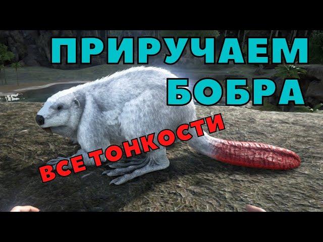 АРК приручение БоБра (кастороидес), ark survival evolved