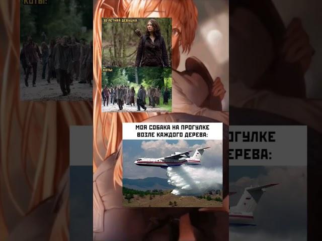 коты и собака #shorts #memes #animememes #юмор