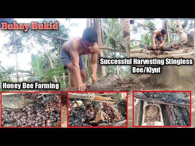 Buhay Bukid/Bee's Hunter Vlog's   Successful Harvesting Stingless Bee/Kiyut.. Honey Bee Farming