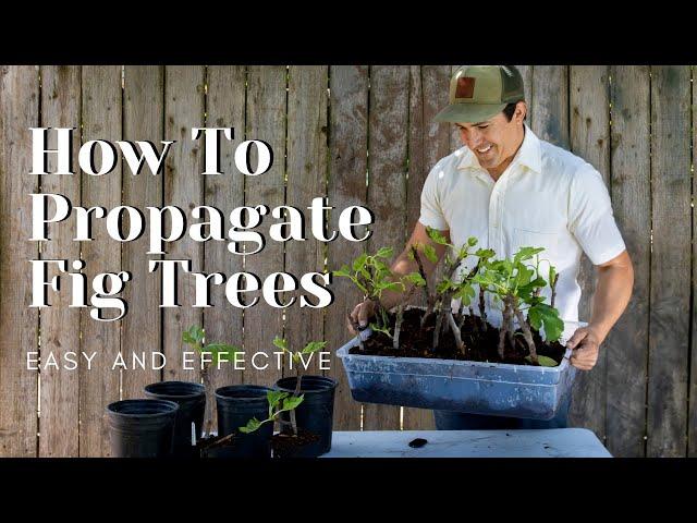 How to Propagate Fig Trees -Easy and Effective-