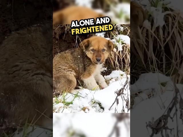 When He Decided To Save The Little Puppy, This Happened... ️ #shorts