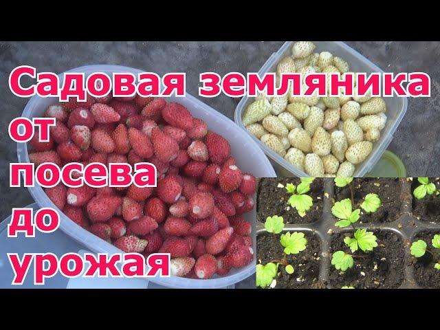 Садовая земляника из семян от посева до урожая. Посев, пикировка, высадка в грунт, выращивание, уход