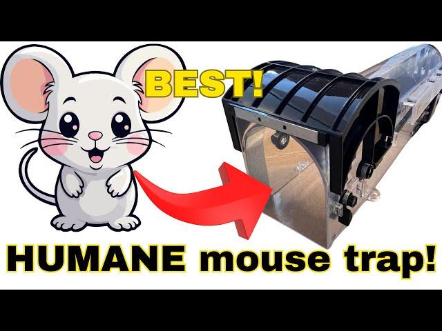 BEST Humane Mouse Trap - BEST Catch and Release Mouse Trap