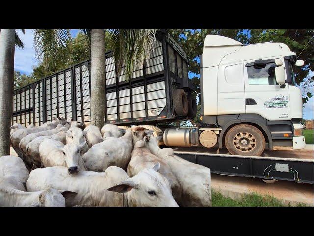 HOW MUCH DOES A CATTLE TRAILER WEIGH? Check the weight.