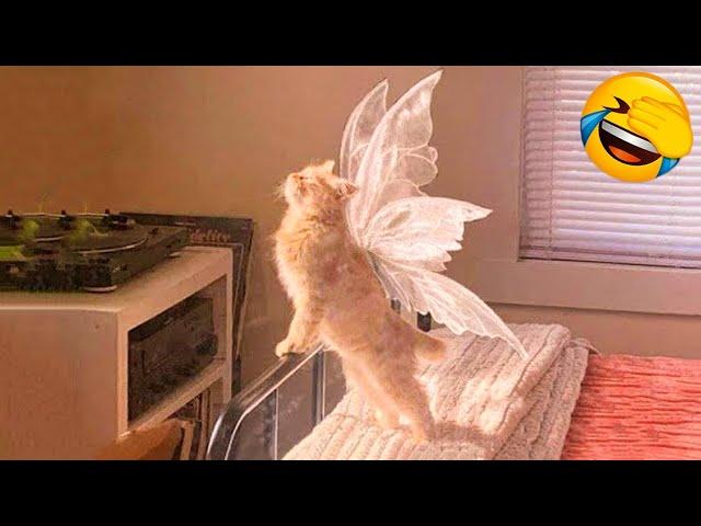 New Funny Animals 2024  Funniest Cats and Dogs #22  Pets Awesome