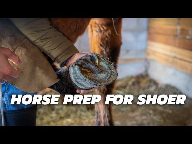 Prepping for the Farrier/Horse Shoer