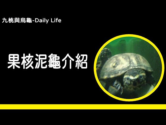 果核泥龜介紹【九桃來介紹爬蟲《Reptiles》】